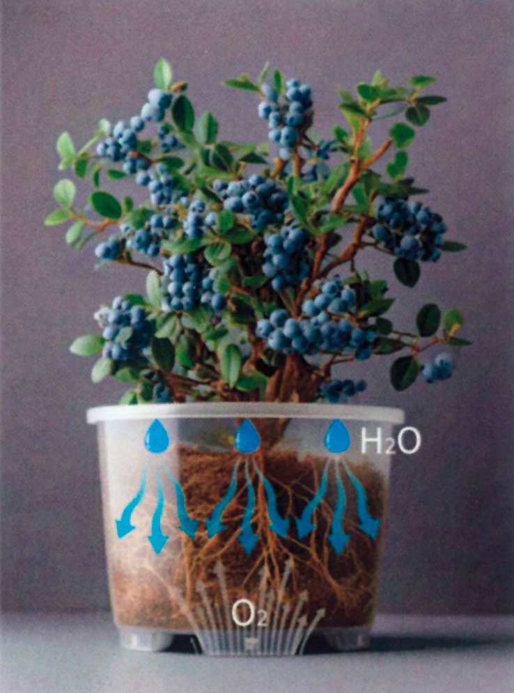 Flujo de agua y aireación en el cultivo de berries
