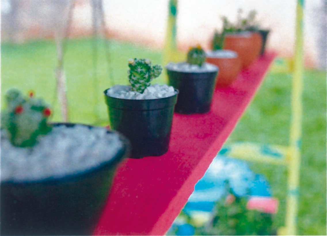 Cactus en vivero